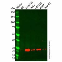 CSRP2/Dlp1 Antibody，ExactAb™, Validated, Carrier Free, 1.0 mg/mL，阿拉丁
