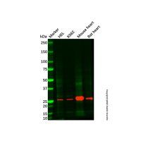 MYL4 Mouse mAb,ExactAb™, 已验证, 见COA,阿拉丁