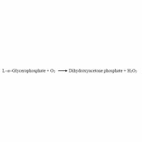 甘油-3-磷酸氧化酶 (GPO)，9046-28-0，生物活性, 重组, ActiBioPure™, 高性能, EnzymoPure™, ≥95%(SDS-PAGE), ≥10 U/mg enzyme powder; ≥35 U/mg protein；expressed in E.coli，阿拉丁