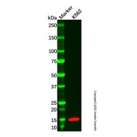 Recombinant fetal hemoglobin Antibody,ExactAb™, Validated, 重组, 0.4 mg/mL,阿拉丁