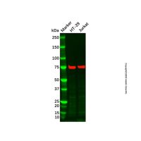 TTLL12 Mouse mAb,敲除验证, ExactAb™, 已验证, 见COA,阿拉丁