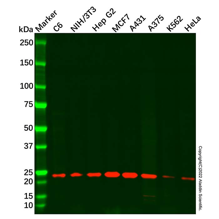Recombinant RAB7 Antibody,重组, ExactAb™, 已验证, 高性能, 见COA,阿拉丁产品图