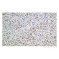 Recombinant TLE 1 Antibody,ExactAb™, Validated, Recombinant, 1.2 mg/mL,阿拉丁