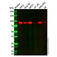 RALBP1 Mouse mAb,敲除验证, ExactAb™, 已验证, 见COA,阿拉丁