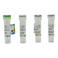 T4 RNA 连接酶,ActiBioPure™, 生物活性, EnzymoPure™, 无动物源, 无载体, 无菌, 无DNA酶和RNA酶, 10 U/µL,阿拉丁