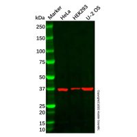 PIM3 Antibody,Validated, 1.0 mg/mL,阿拉丁