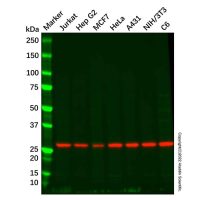 PGAM2 Mouse mAb,ExactAb™, 已验证, 见COA,阿拉丁