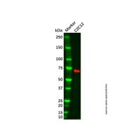 Recombinant PPCEL/PREPL Antibody,重组, ExactAb™, 已验证, 见COA,阿拉丁