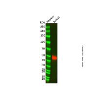 CD2 Mouse mAb，无载体,无内毒素,ExactAb™,已验证,PBS Only,≥95%(SDS-PAGE),1.0 mg/mL，阿拉丁