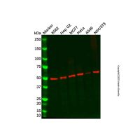 Recombinant Proteasome 19S S5A/ASF Antibody,重组, ExactAb™, 已验证, 见COA,阿拉丁