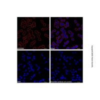 Goat Anti-Mouse IgG H&L (LumiDye™ Red 665)，ExactAb™, 已验证, 1.0 mg/mL，阿拉丁