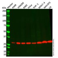 Recombinant PSMA3 Antibody,ExactAb™, Validated, 重组, 0.16 mg/mL,阿拉丁