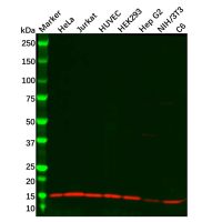 Profilin 1 Antibody,无载体, ExactAb™, 已验证, 高性能, 见COA,阿拉丁