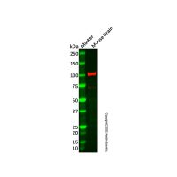 Recombinant PDE2A Antibody,ExactAb™, Validated, 重组, 2.0 mg/mL,阿拉丁