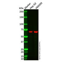 Recombinant Serotonin transporter Antibody,重组, ExactAb™, 已验证, 见COA,阿拉丁