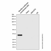 Recombinant Renilla Luciferase Antibody,重组, ExactAb™, 已验证, 见COA,阿拉丁