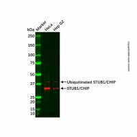 Recombinant STUB1/CHIP Antibody,重组, 敲除验证, ExactAb™, 已验证, 见COA,阿拉丁
