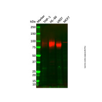 Recombinant SIRP alpha Antibody，ExactAb™, 已验证, 重组, 见COA，阿拉丁