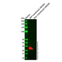 RFP Mouse mAb,无载体, ExactAb™, 已验证, 高性能, 见COA,阿拉丁