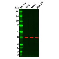 Wnt8b Antibody，ExactAb™, Validated, Carrier Free, 0.5 mg/mL，阿拉丁