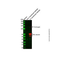 T7 tag Mouse mAb,无载体, ExactAb™, 已验证, 高性能, 0.5 mg/mL,阿拉丁