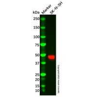 Recombinant Neuroserpin Antibody,ExactAb™, Validated, 重组, 0.8 mg/mL,阿拉丁