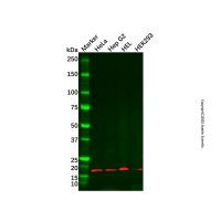 PPP3R2 Antibody,Validated, 1.0 mg/mL,阿拉丁