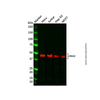 Recombinant FRA2 Antibody，重组, ExactAb™, 已验证, 见COA，阿拉丁