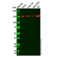 Recombinant SMARCC1/BAF155 Antibody，ExactAb™, Validated, 重组, 0.4 mg/mL，阿拉丁