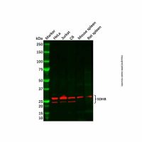 Recombinant SDHB Antibody，重组, ExactAb™, 已验证, 见COA，阿拉丁