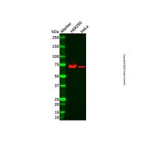 SLC22A3/OCT3 Antibody,ExactAb™, Validated, Carrier Free, 1.0 mg/mL,阿拉丁