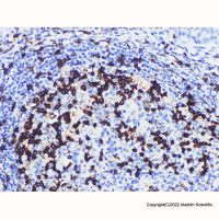 PD1 Mouse mAb,Azide Free, Validated, Carrier Free, 1.0 mg/mL,阿拉丁