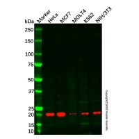 RAP2C Antibody,ExactAb™, 已验证, 无载体, 1.0 mg/mL,阿拉丁