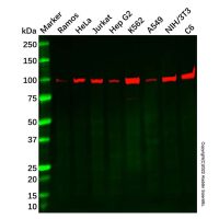 Recombinant TNPO3 Antibody,重组, ExactAb™, 已验证, 见COA,阿拉丁
