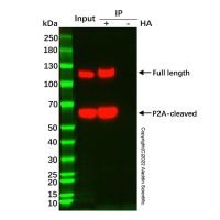 UltraBio™ Anti-HA磁珠，BioReagent, for IP, 10 mg/mL, Particle Size: 1 μm，阿拉丁