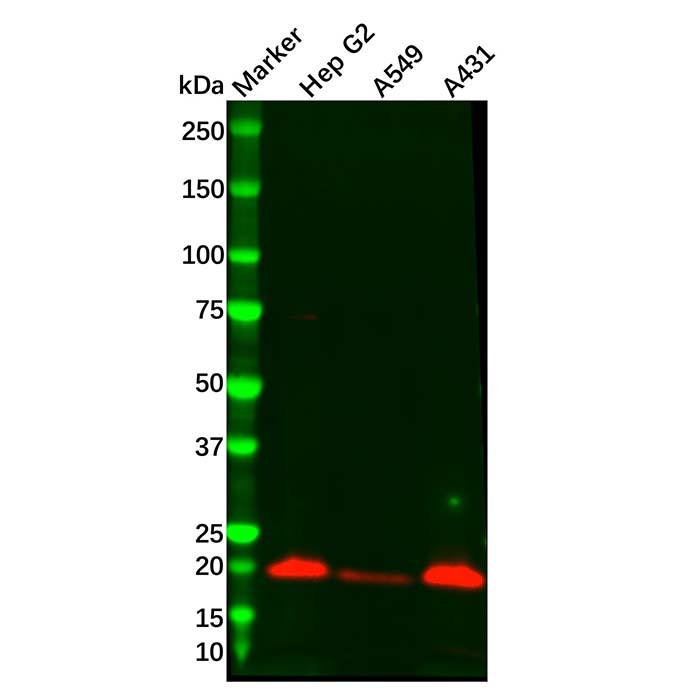 Recombinant PERP Antibody，ExactAb™, Validated, 重组, 1.2 mg/mL，阿拉丁产品图