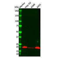 Recombinant PERP Antibody，ExactAb™, Validated, 重组, 1.2 mg/mL，阿拉丁