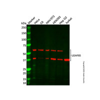 Recombinant U2AF65 Antibody，重组, ExactAb™, 已验证, 见COA，阿拉丁