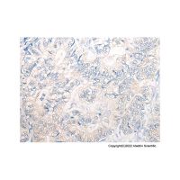 PNPO Antibody，ExactAb™, Validated, Carrier Free, 0.9 mg/mL，阿拉丁