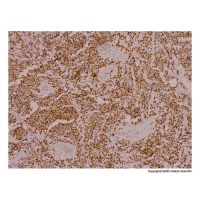 Recombinant Myogenin Antibody,ExactAb™, Validated, Carrier Free, Recombinant, 0.3 mg/mL,阿拉丁