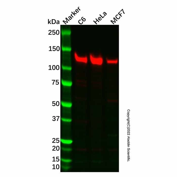 Recombinant Vinculin Antibody,ExactAb™, 已验证, 重组, 高性能, 见COA,阿拉丁