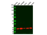 Recombinant Rac3 Antibody,ExactAb™, Validated, 重组, 0.3 mg/mL,阿拉丁