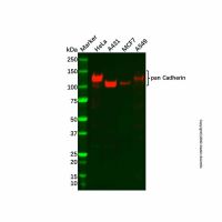 Recombinant pan Cadherin Antibody,ExactAb™, Validated, 重组, 0.2 mg/mL,阿拉丁