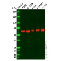 Recombinant USP22 Antibody,ExactAb™, Validated, 重组, 0.8 mg/mL,阿拉丁