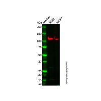 Recombinant PI3 Kinase p110 beta Antibody，重组, ExactAb™, 已验证, 见COA，阿拉丁