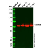 Recombinant TXNRD1 Antibody，ExactAb™, Validated, 重组, 0.7 mg/mL，阿拉丁