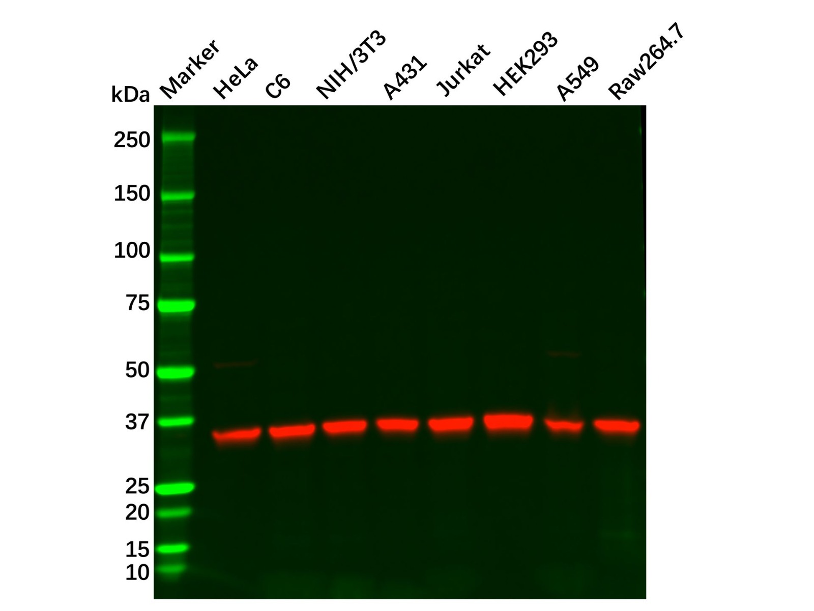 Recombinant PP2A alpha/beta Antibody,ExactAb™, Validated, 重组, 0.2 mg/mL,阿拉丁产品图