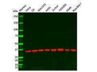 Recombinant PP2A alpha/beta Antibody,ExactAb™, Validated, 重组, 0.2 mg/mL,阿拉丁