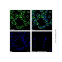 Goat Anti-Human IgG Fc (AF488),ExactAb™, 已验证, 1.0 mg/mL,阿拉丁