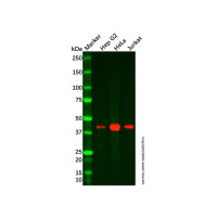 Recombinant p40 Antibody,重组, ExactAb™, 已验证, 见COA,阿拉丁